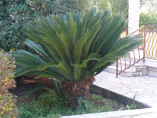 Cycas r.